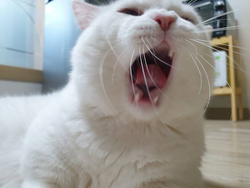 입크기대결할냥 | 인스티즈