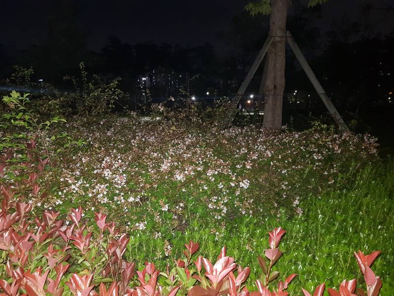 나 저 꽃 향기 너무 좋아 | 인스티즈