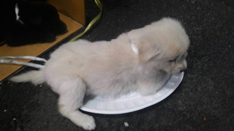 애두라❗️❗️❗️❗️❗️ 댕댕이 이름 지어주라 | 인스티즈