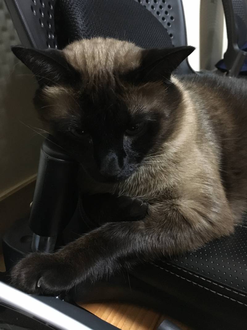 의자의 재발견 4040🐱🐈🐈 | 인스티즈