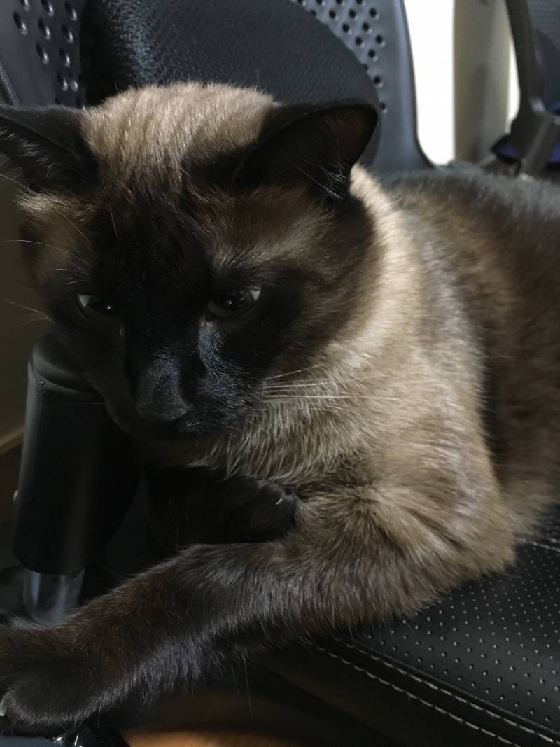 의자의 재발견 4040🐱🐈🐈 | 인스티즈