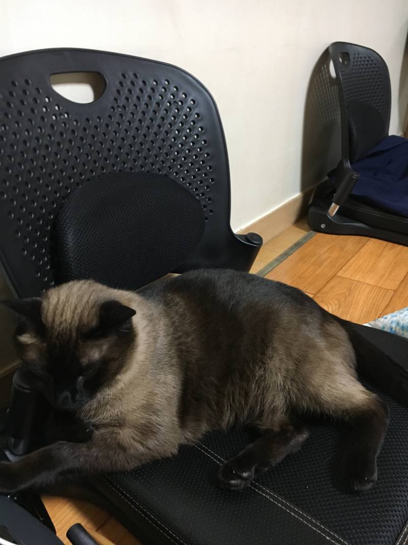 의자의 재발견 4040🐱🐈🐈 | 인스티즈