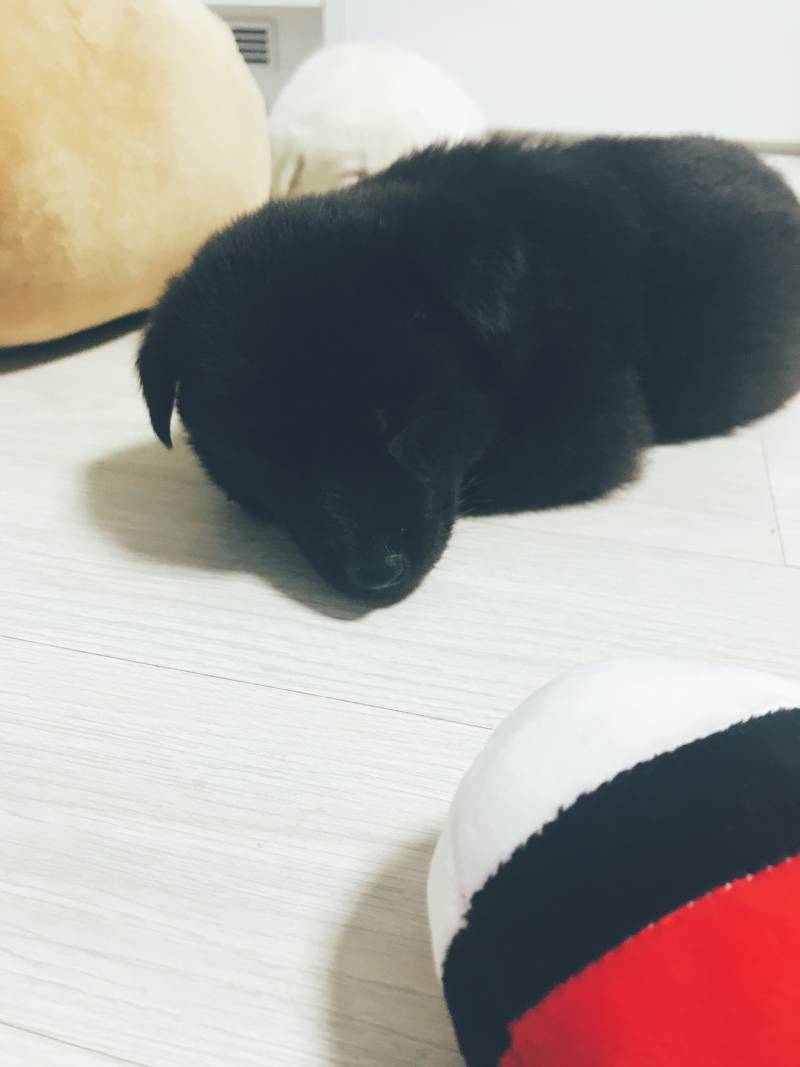 애들아 이랏샤랑 이마세 왔다❗️❗️❗️❗️ | 인스티즈