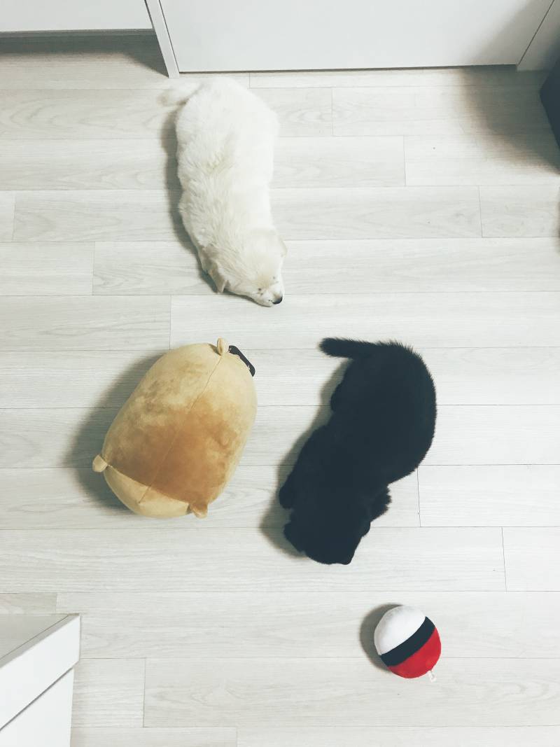 애들아 이랏샤랑 이마세 왔다❗️❗️❗️❗️ | 인스티즈