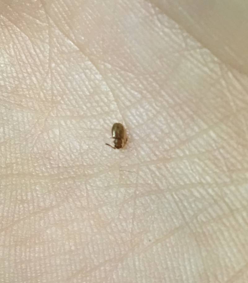 이거 짝은데 무슨 벌레일까 (혐오주의) | 인스티즈