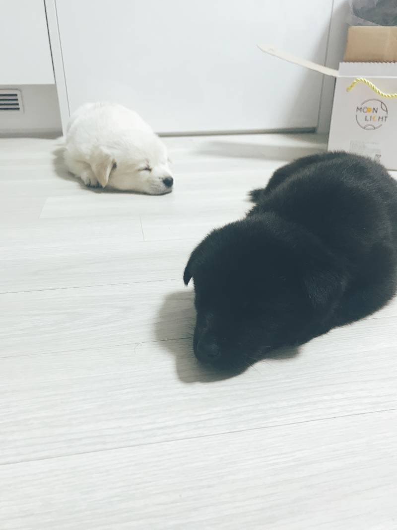 애들아 이랏샤랑 이마세 왔다❗️❗️❗️❗️ | 인스티즈