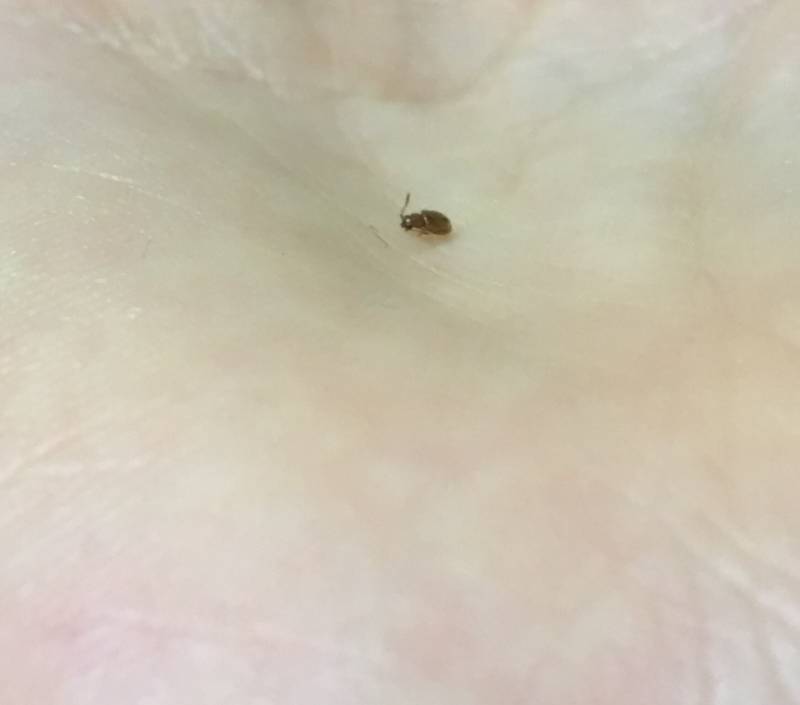 이거 짝은데 무슨 벌레일까 (혐오주의) | 인스티즈