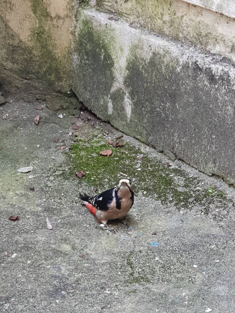 학교 뒷편에 새가 다쳐서 날지도 못 하고 있는데 어쩌지ㅠㅠㅠㅠㅠㅠ | 인스티즈