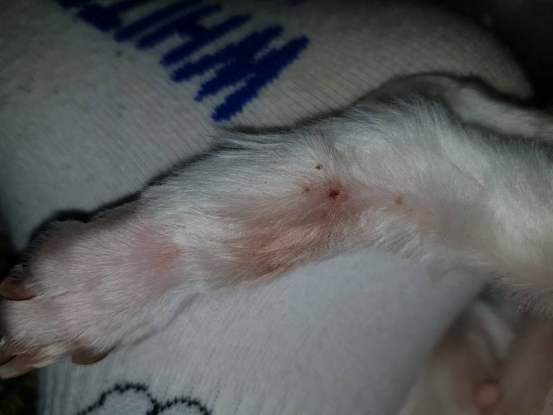 익들아 강아지 다리에 이런게 있는데 | 인스티즈