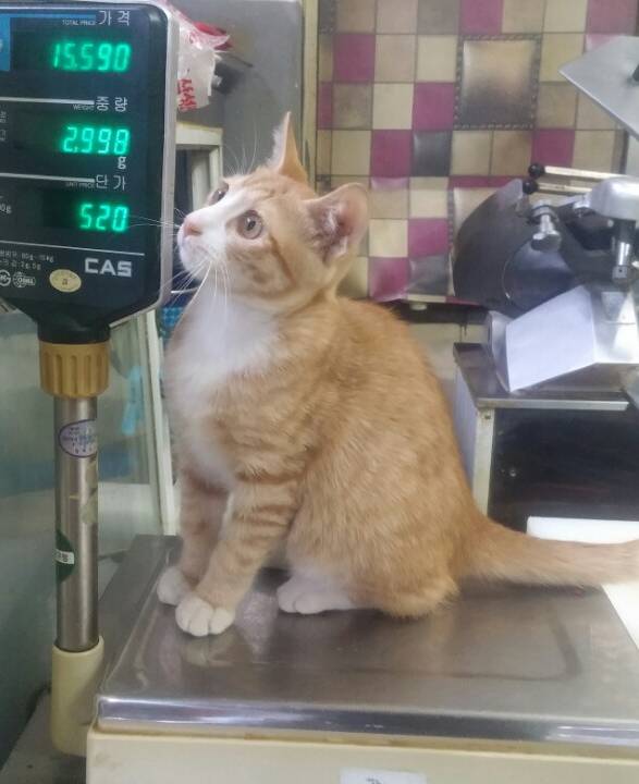 길냥이 약 15000원이야ㅋㅋㅋㅋㅋㅋㅋㅋㅋㅋ | 인스티즈