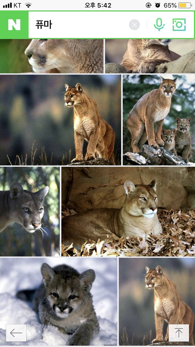 퓨마 무섭게 생겼네 | 인스티즈