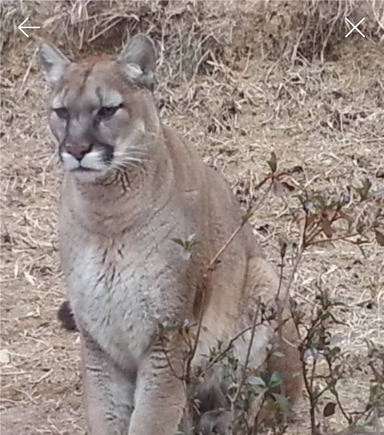 대전동물원 퓨마 어떻게 생겼나 검색했는데 ㄹㅇ무서움 | 인스티즈