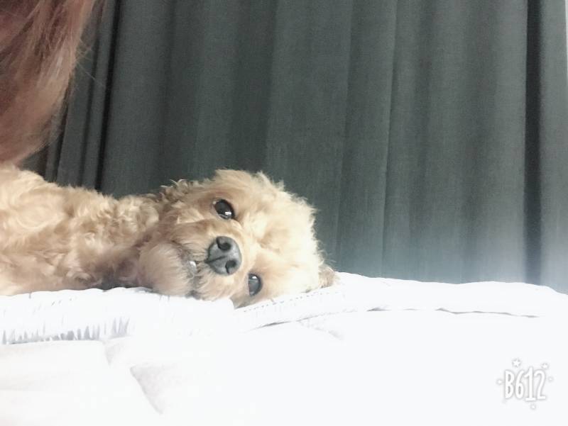 강아지 자는 거 몰래 찍다가 걸렸오 | 인스티즈