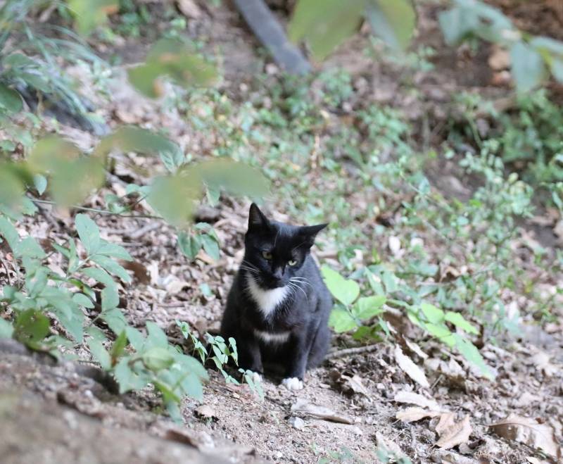 우리학교 야옹이 귀엽지!!! | 인스티즈