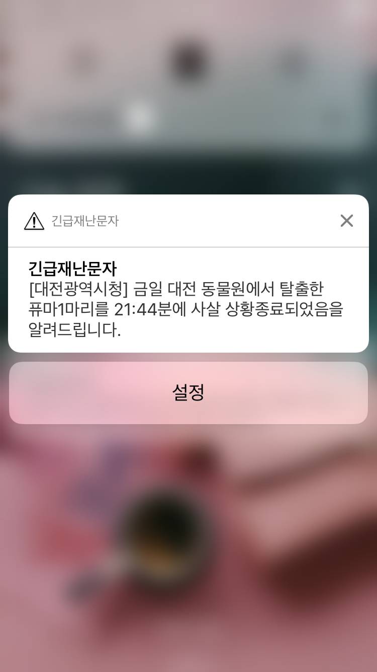 퓨마 ... 사살됨 | 인스티즈