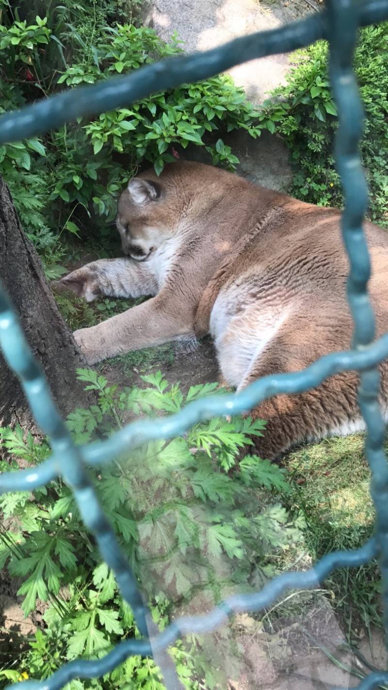 그 퓨마 엄청 순해서 동물원에서 별명이 뚱냥이였대..동물원측 실수로 문열려서 나간거고 | 인스티즈