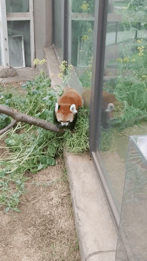 헐 동물원에서 동물이 같은 행동 반복하면 자폐라고? | 인스티즈