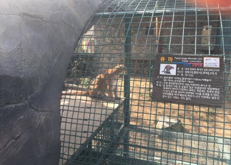 퓨마 이름 호롱이래 ....... 이렇게 8년을 살았대 | 인스티즈