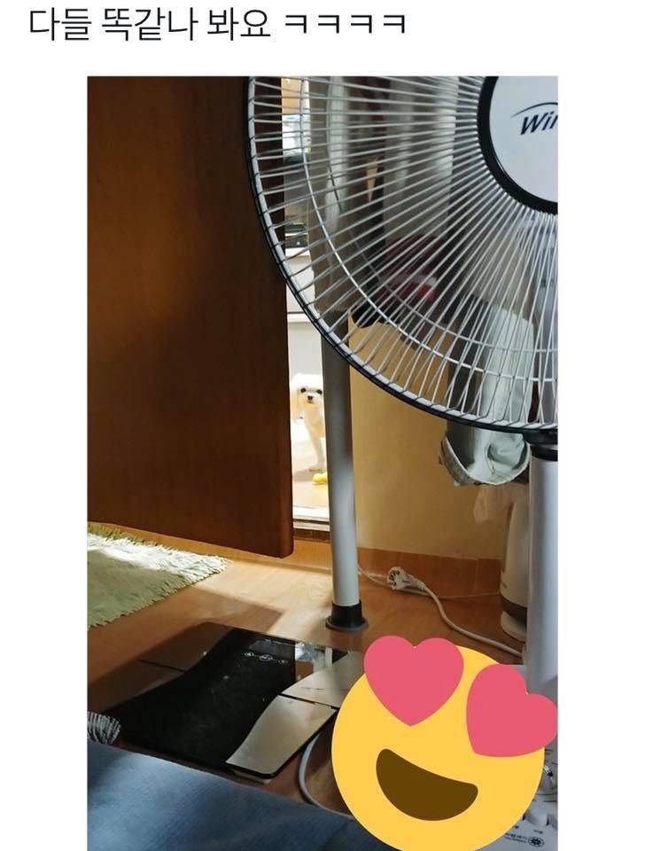 ㅣ이 강아지 종 머야? | 인스티즈