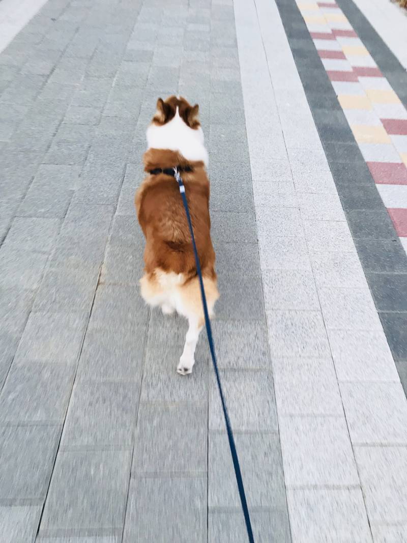 웰시코기 좋아하는 익~? | 인스티즈