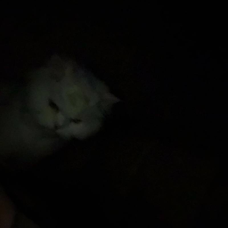 어둠속의 고양이 40 | 인스티즈