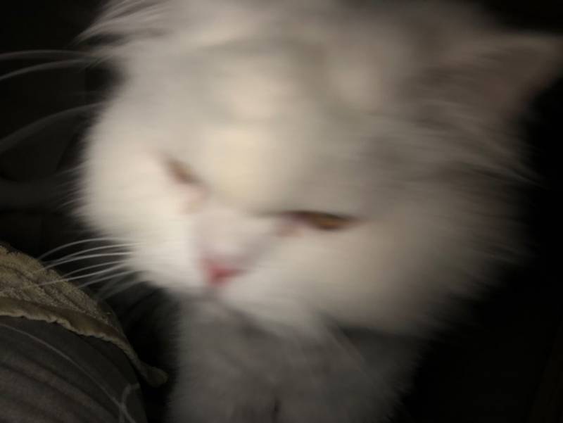 어둠속의 고양이 40 | 인스티즈