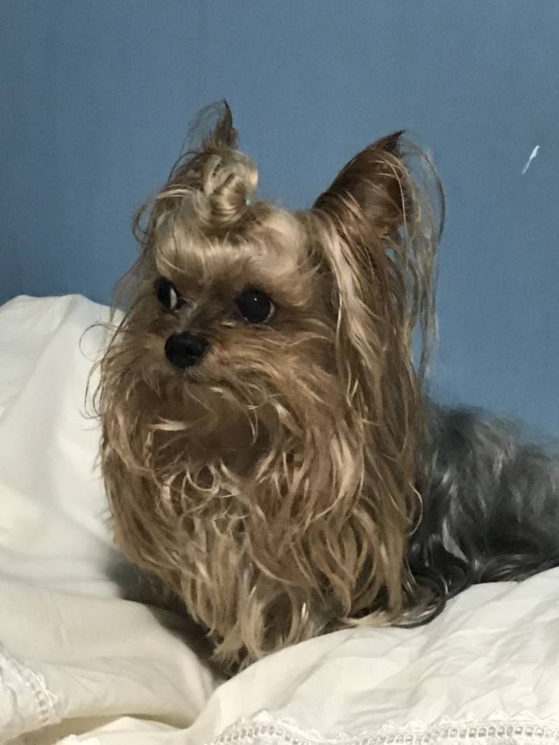 우리 집 강아지 조는 거 봨ㅋㅋㅋㅋ40 | 인스티즈