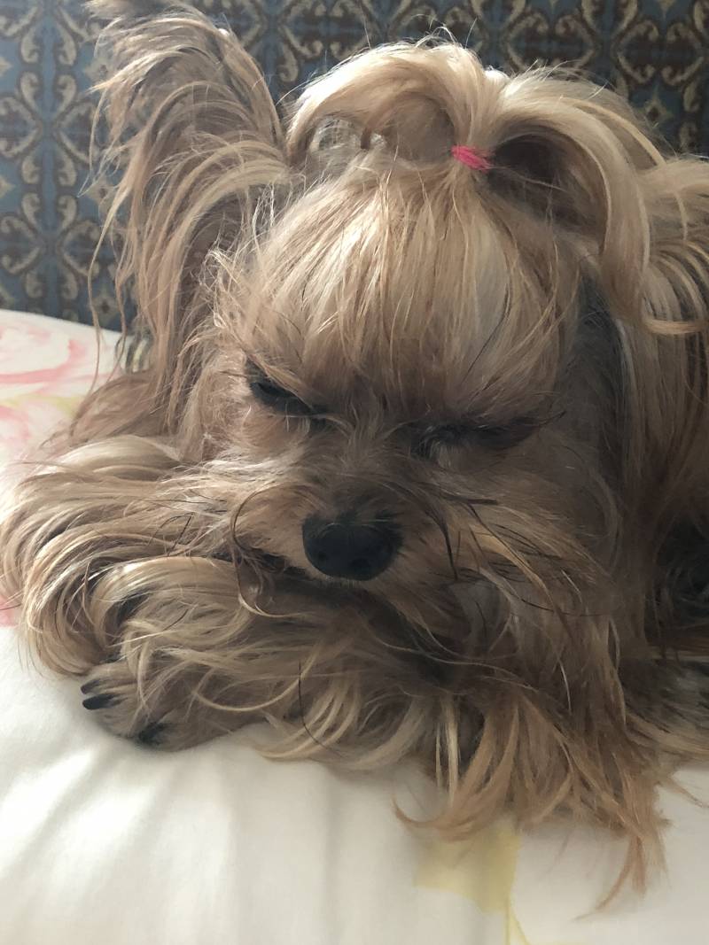 우리 집 강아지 조는 거 봨ㅋㅋㅋㅋ40 | 인스티즈