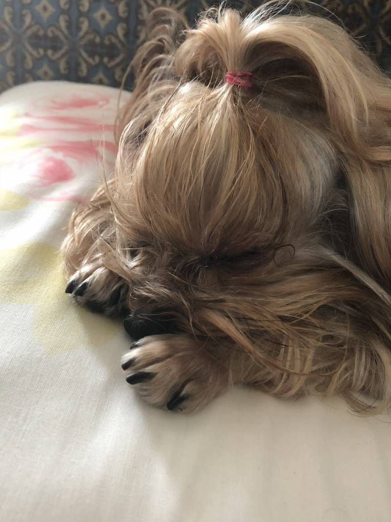 우리 집 강아지 조는 거 봨ㅋㅋㅋㅋ40 | 인스티즈