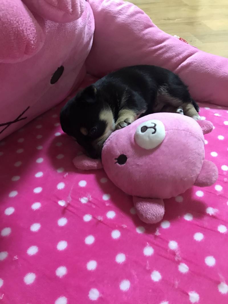 솔직히 울집 멍뭉이 진짜 귀여워 40 | 인스티즈