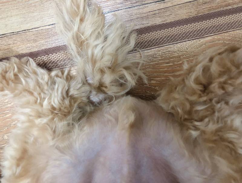 멍멍이 엉덩이쪽 배 너무 웃기고 귀여워ㅋㅋㅋㅋ(숭함 주의) | 인스티즈