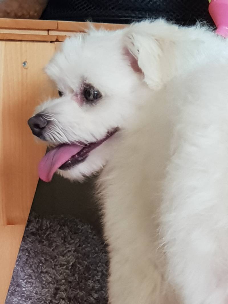 다들 우리 멍멍이를 봐줘 | 인스티즈