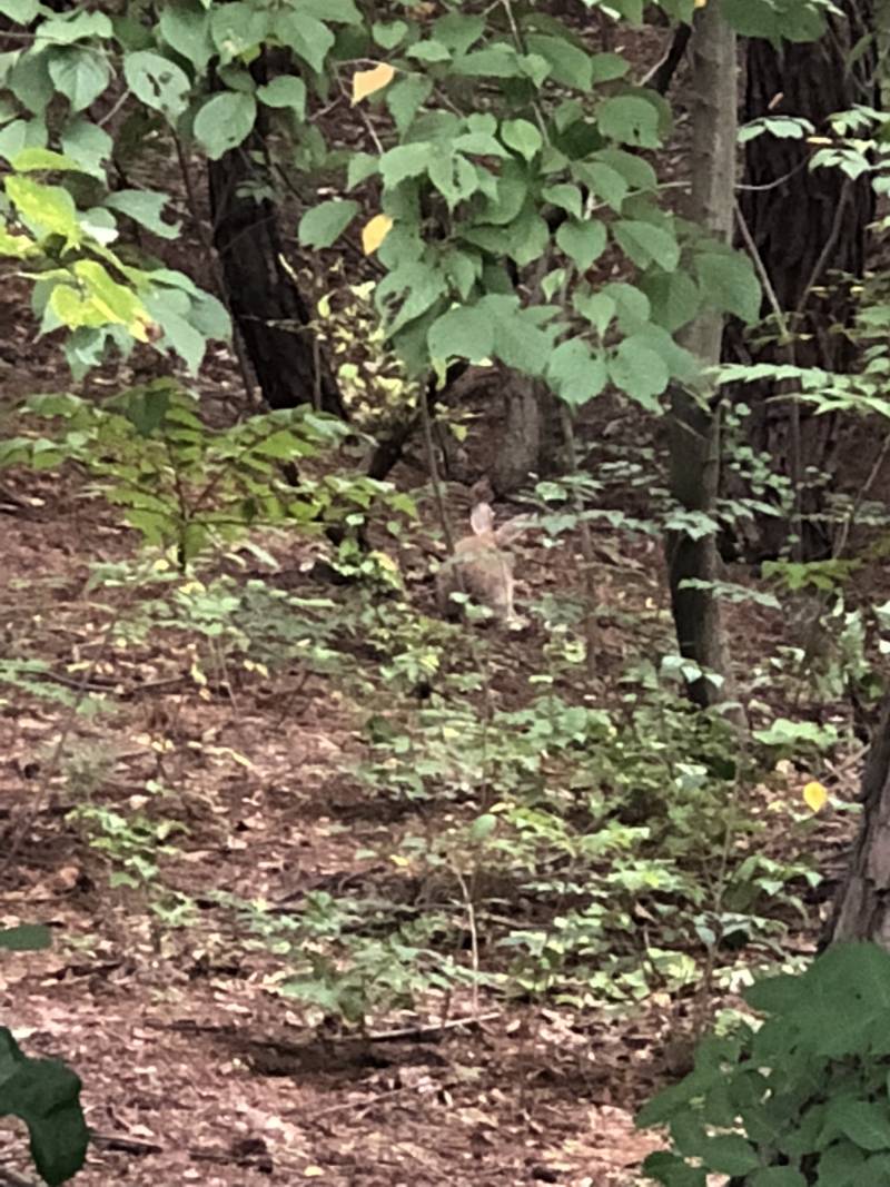 학교에서 토끼봤어 | 인스티즈