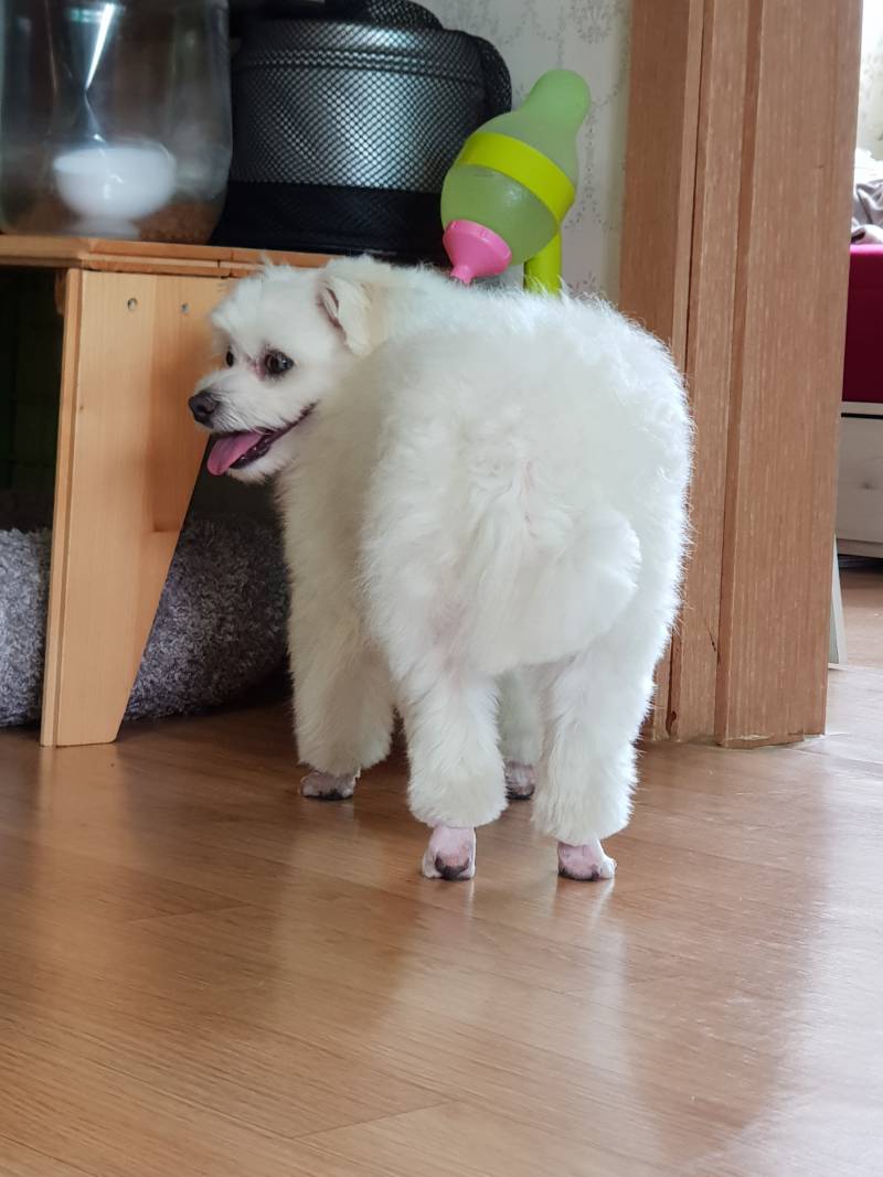 다들 우리 멍멍이를 봐줘 | 인스티즈