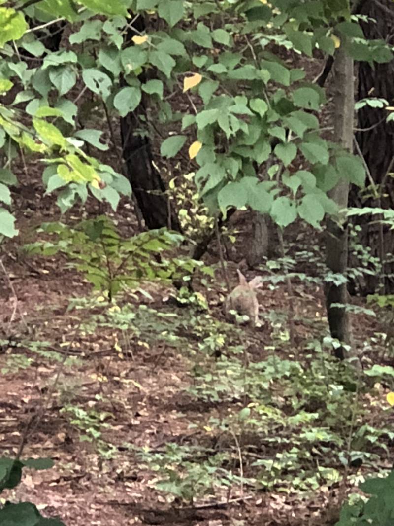 학교에서 토끼봤어 | 인스티즈