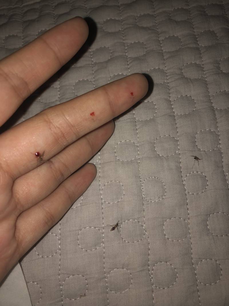 모기장 안에서... 모기3마리 죽임 (ㅎㅇㅈㅇ) | 인스티즈