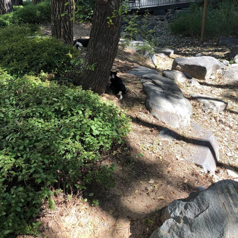 우리 집 근처 고양이들 볼 사람 없니ㅠㅜㅠㅠ🐾🐾🐾 | 인스티즈