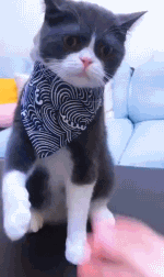 내가 그렇게 쉬운 고양이가 아니야 | 인스티즈