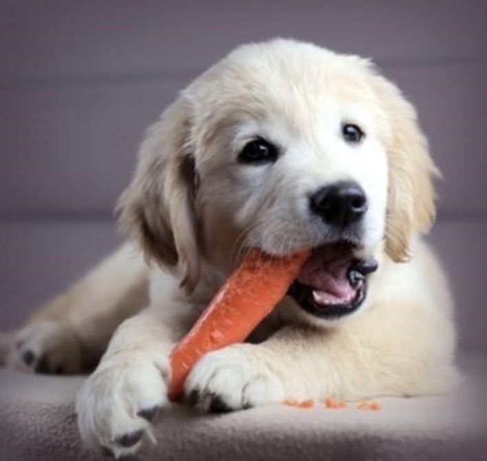 김동한 ㄹㅇ 강아지 아니야?????????¿ | 인스티즈