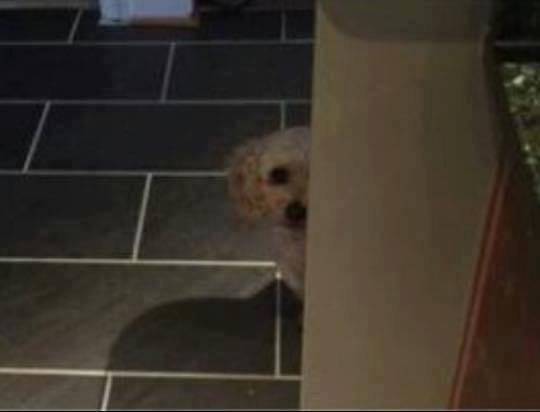 이 강아지 무슨 종이더라? | 인스티즈