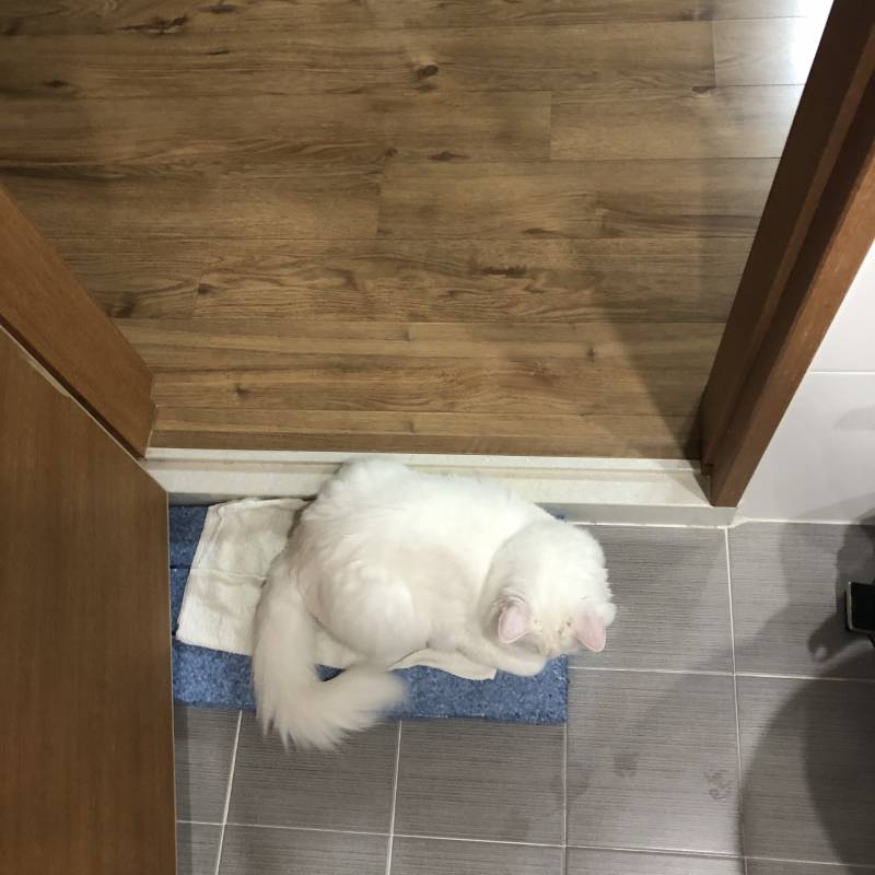 고양이가 화장실 문 앞에서 또 안나오면 어떡하죠 ....? | 인스티즈