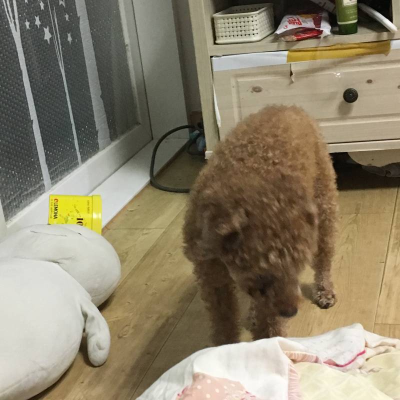 밖에 바람소리가 신기했는지 듣고있는 중인 우리집 멍멍 40 | 인스티즈