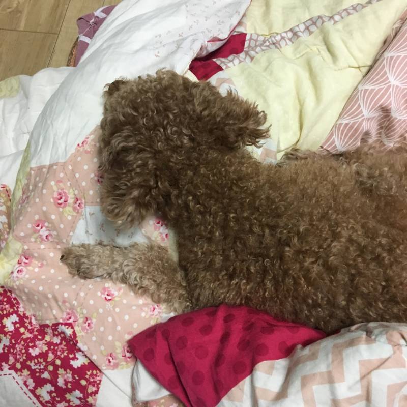 밖에 바람소리가 신기했는지 듣고있는 중인 우리집 멍멍 40 | 인스티즈