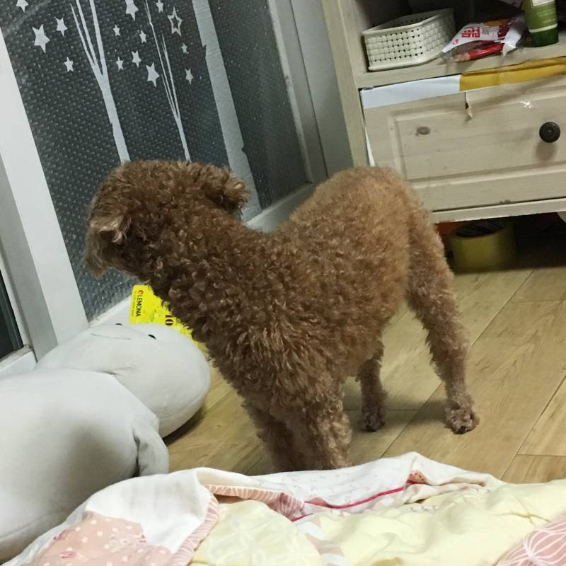 밖에 바람소리가 신기했는지 듣고있는 중인 우리집 멍멍 40 | 인스티즈