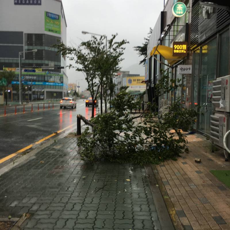 부산인데 우리 아파트 앞 나무 쓰러졌어ㅠㅠㅠ | 인스티즈