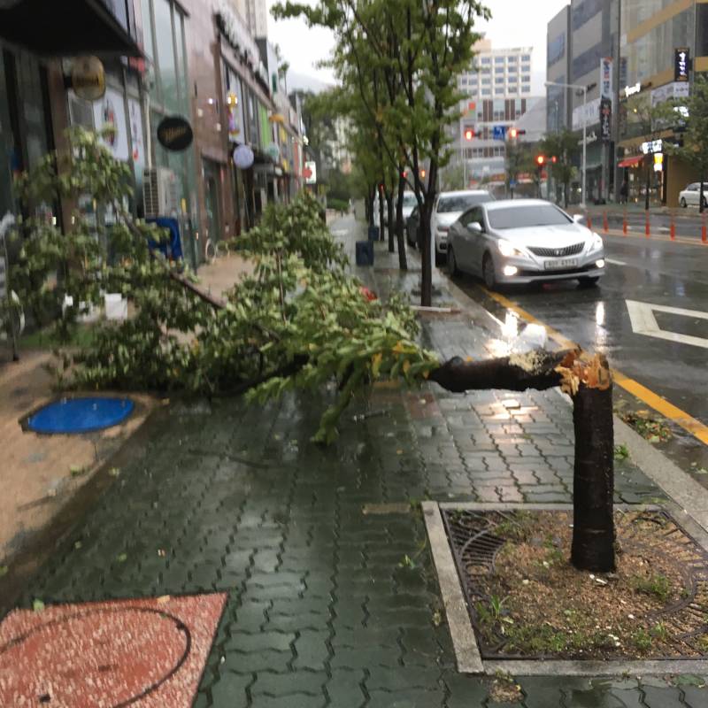 부산인데 우리 아파트 앞 나무 쓰러졌어ㅠㅠㅠ | 인스티즈
