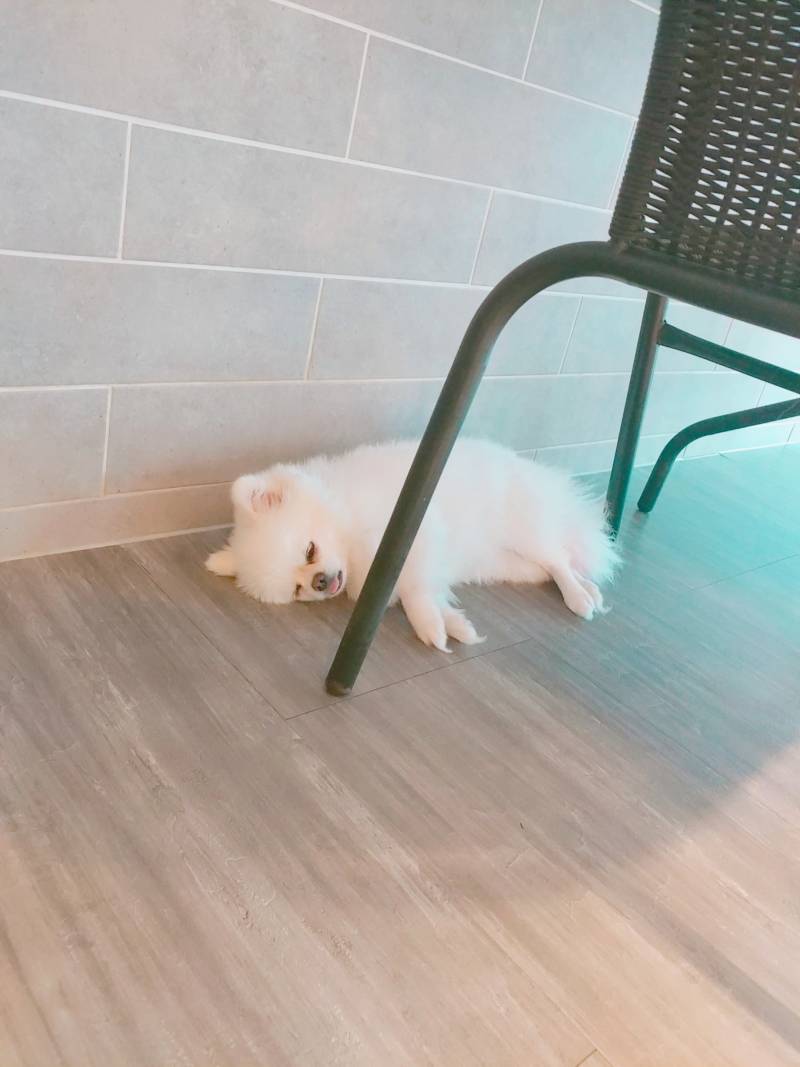 메롱하고 자는 댕댕이 | 인스티즈