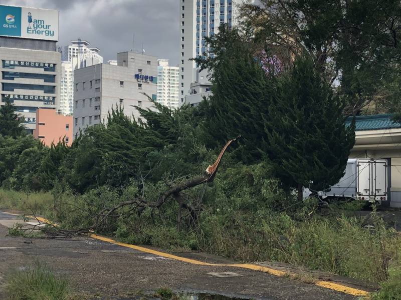 해운대익 태풍의 흔적보고 완전 놀램 | 인스티즈