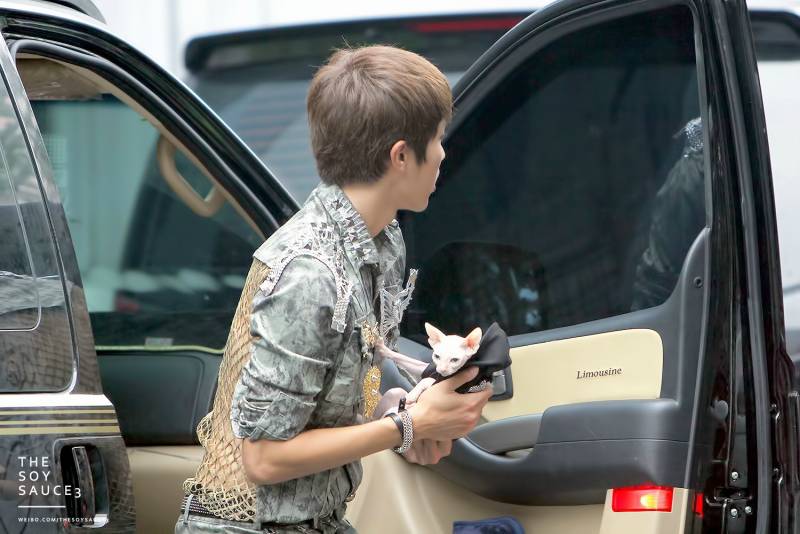 스핑크스 고양이 너무 귀여운거같아(연옌사진주의) | 인스티즈