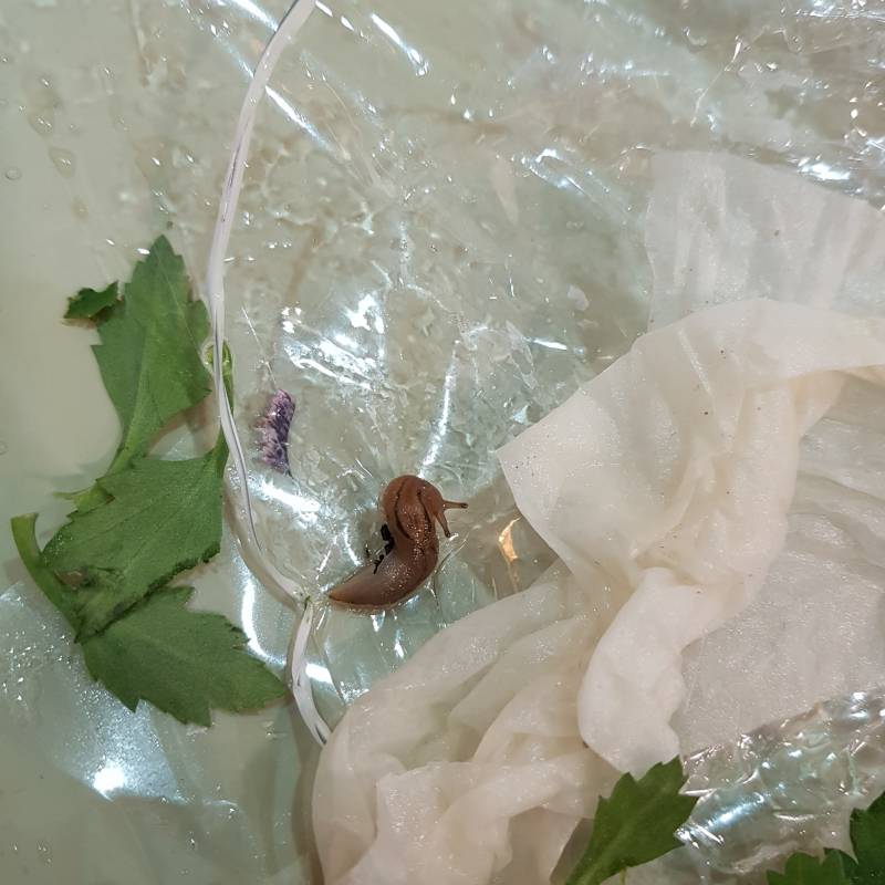 4040 달팽이사진 주의)))알바익 꽃손질하다가 달팽이 나옴 | 인스티즈